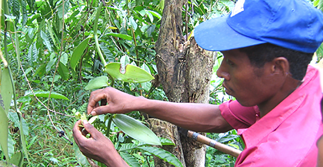 Pollinisation manuelle d'une fleur de Vanille LAVANY fraîchement éclose à Madagascar