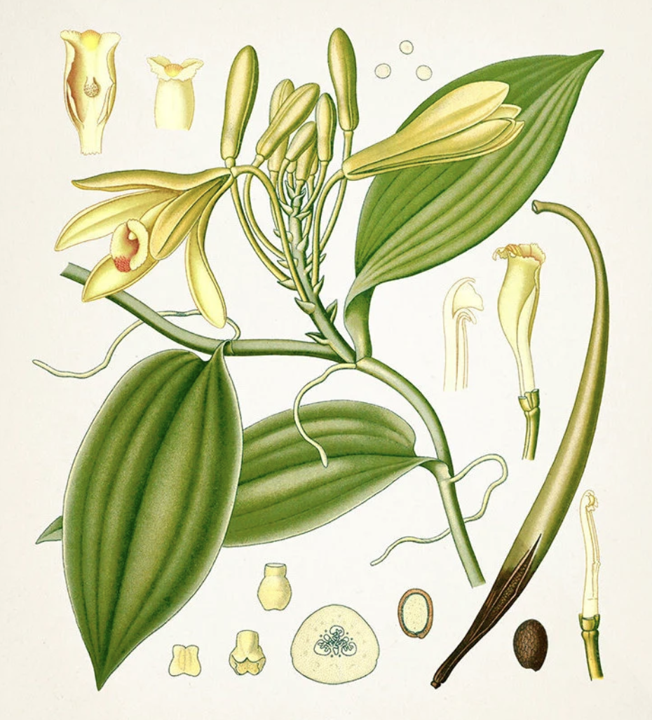Planche botanique de Vanilla Planifolia - La Vanille cultivée à Madagascar - Illustration de 1887
