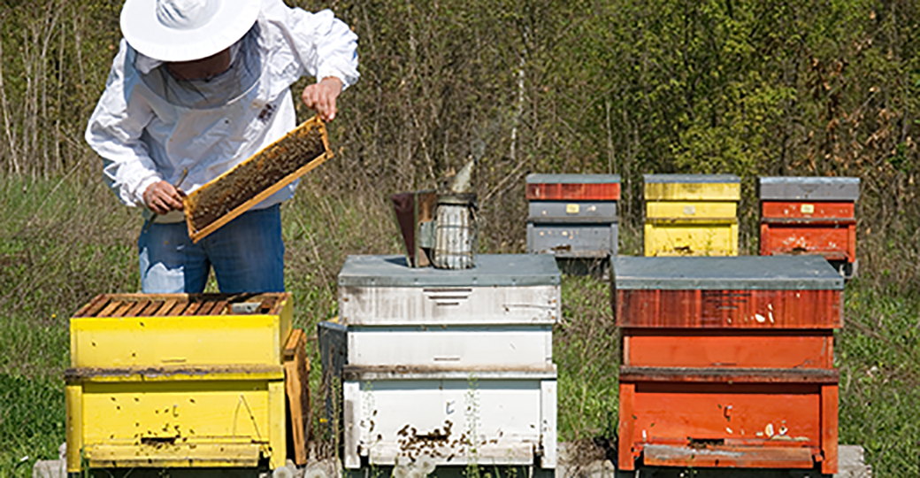 Les abeilles sont indispensables pour la pollinisation naturelle des cultures