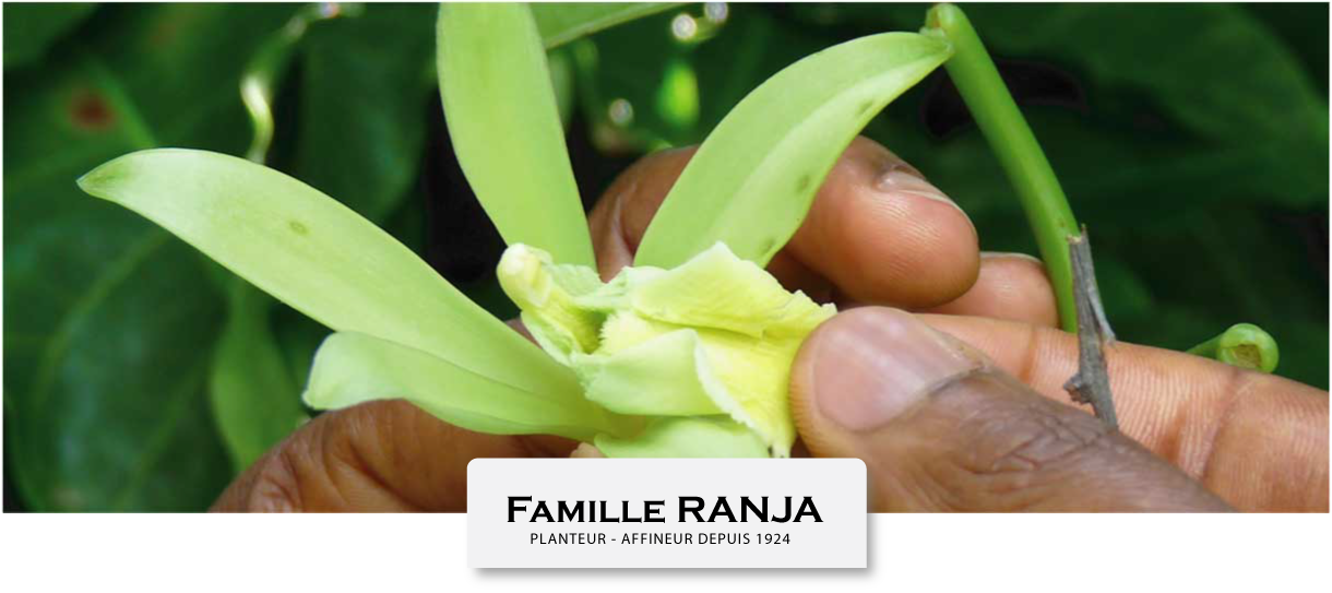 Agriculture Biologique certification AB par Ecocert de la Vanille LAVANY à Madagascar
