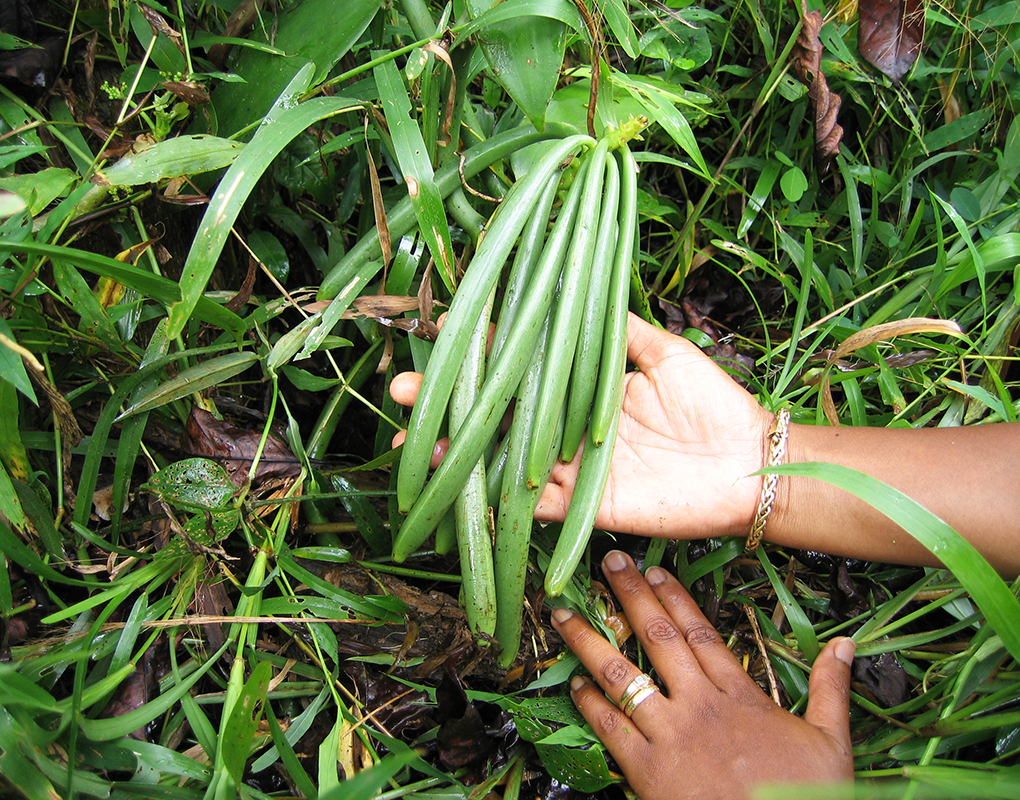 Grappe de jeunes gousses vertes de Vanille LAVANY à Madagascar
