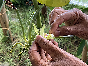 Pollinisation d'unr fleur de Vanille dans notre serre à Albi.